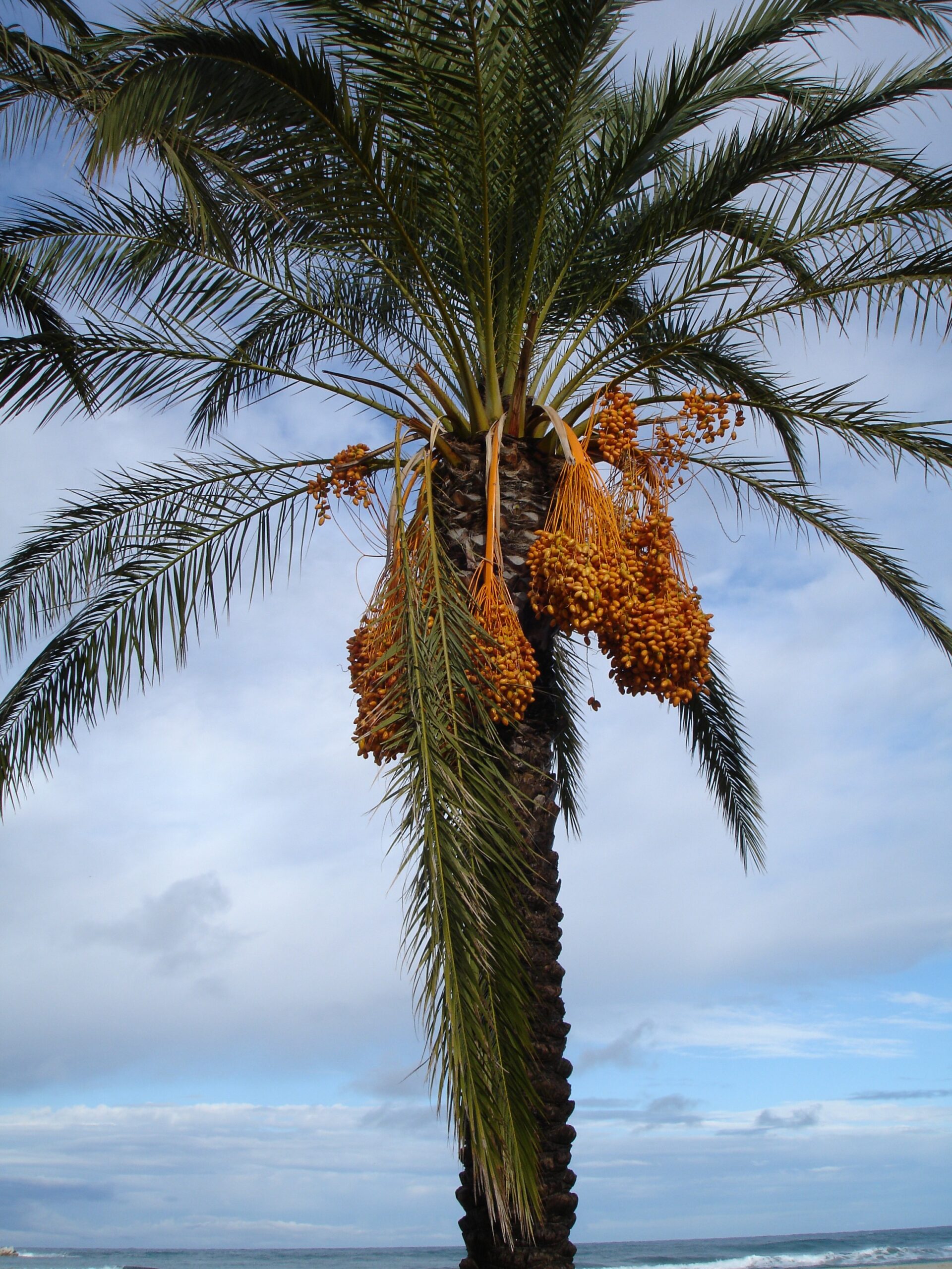 date-palm-223249